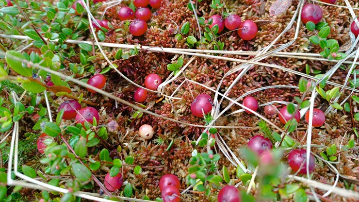 В лесах Тверской области созрела клюква — местная жительница уже вернулась с урожаем - новости ТИА