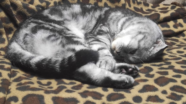 Кошмарные сны — не просто страх: психиатр рассказал о неожиданных последствиях - новости ТИА