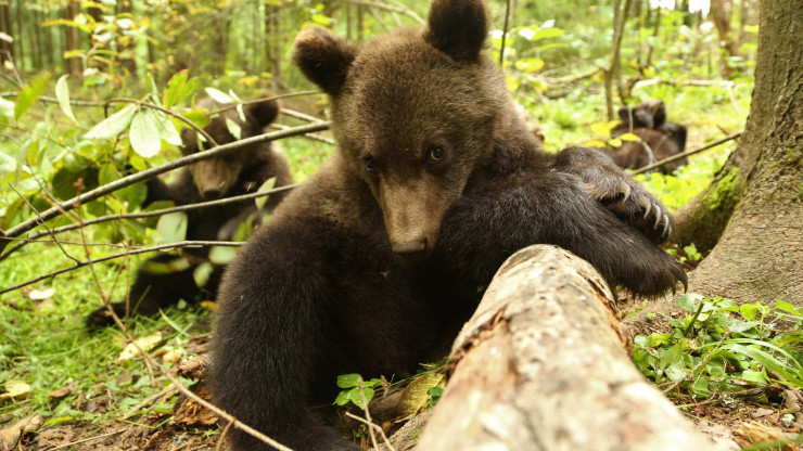 Центр спасения медвежат-сирот показал самые интересные фото подопечных - новости ТИА
