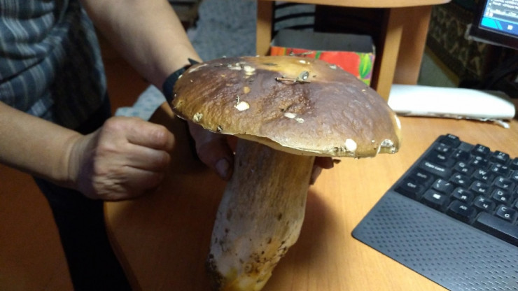 Жители Тверской области делятся фото гигантских грибов - новости ТИА