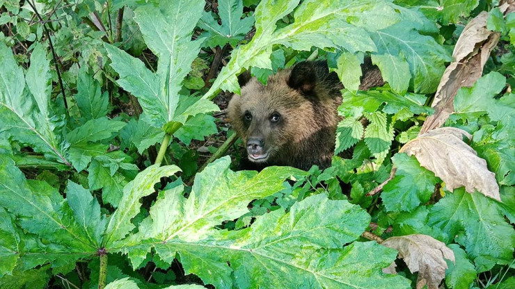 В Тверской области на обочине трассы нашли обездвиженного медведя - новости ТИА
