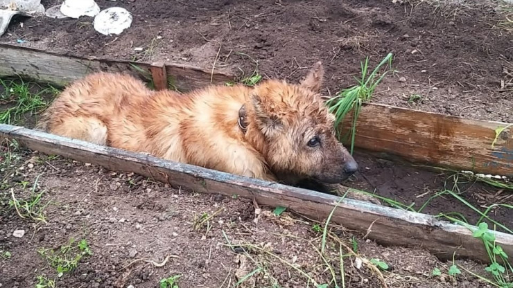 В Тверской области спасли пса, провалившегося в люк - новости ТИА