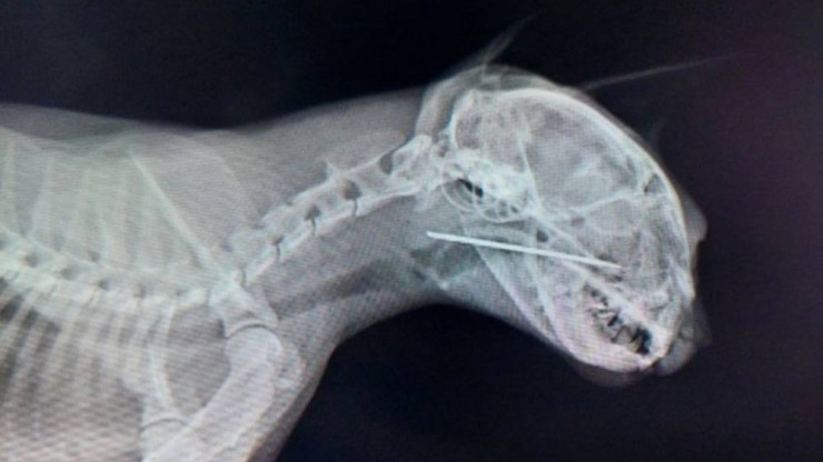 В Твери ветврачи спасли кошку с большой швейной иглой в горле - новости ТИА
