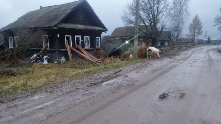 В деревне в Тверской области коровы и козы гуляют сами по себе - новости ТИА