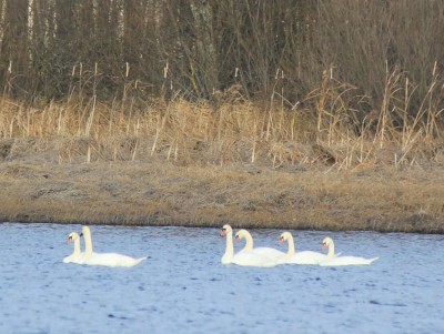 Перелётные лебеди остановились на отдых в Тверской области - новости ТИА