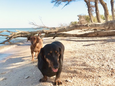 МЧС запретило приводить на пляжи собак и подбрасывать купающихся - новости ТИА