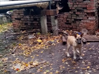 Во Ржеве дети привязали щенка к трубам теплотрассы - новости ТИА