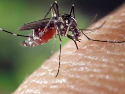 В Тверской области зарегистрировано 2 случая малярии - Новости ТИА