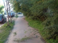 В Твери на ул. 15 Лет Октября разросшиеся деревья перекрыли дорогу пешеходам  - народные новости ТИА