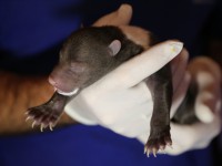 Найденных на подмосковной помойке новорожденных медвежат передадут специалистам тверской биостанции - Новости ТИА
