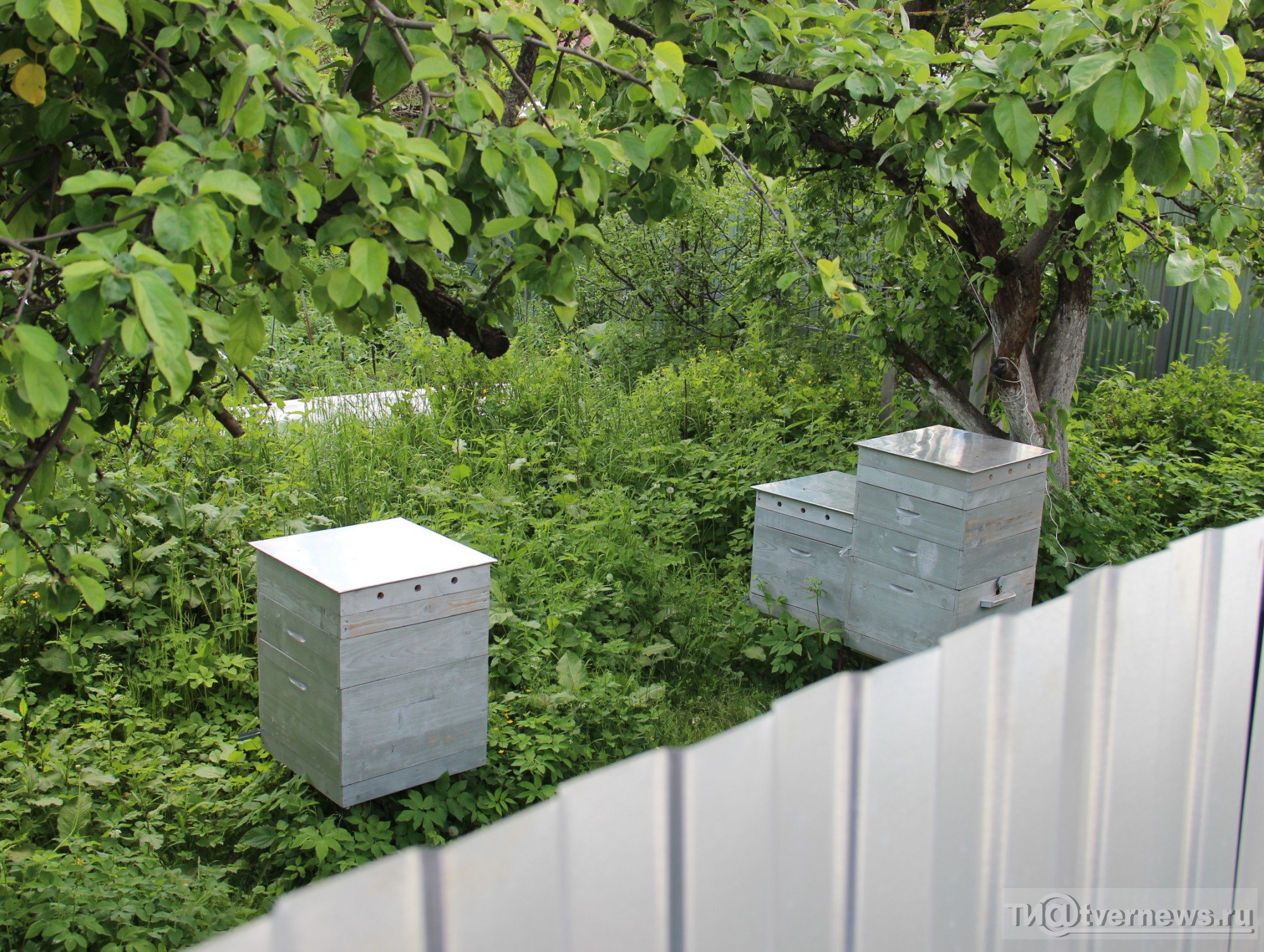 Соседские пчелы. Пчеловодство Тверь. Расположение ульев на пасеке. Пчелы рядом с соседями.