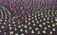 Тверь украсят около 200 тысяч однолетних цветов - Новости ТИА