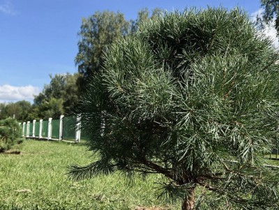 В Твери около областной больницы посадили сосны - новости ТИА