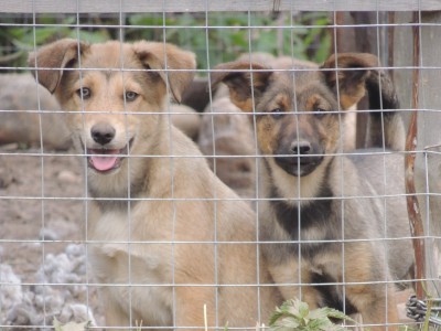 Передержке для животных в Бежецке нужна помощь - Новости ТИА