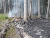 Под Тверью произошел пожар в лесу - Новости ТИА