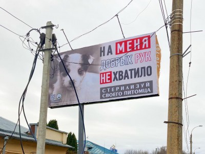 Впервые в Твери на билбордах появилась соцреклама о бездомных животных - Новости ТИА