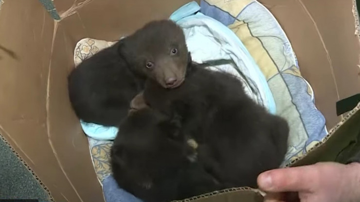 В тверской Центр спасения доставили ещё трёх медвежат-сирот - новости ТИА