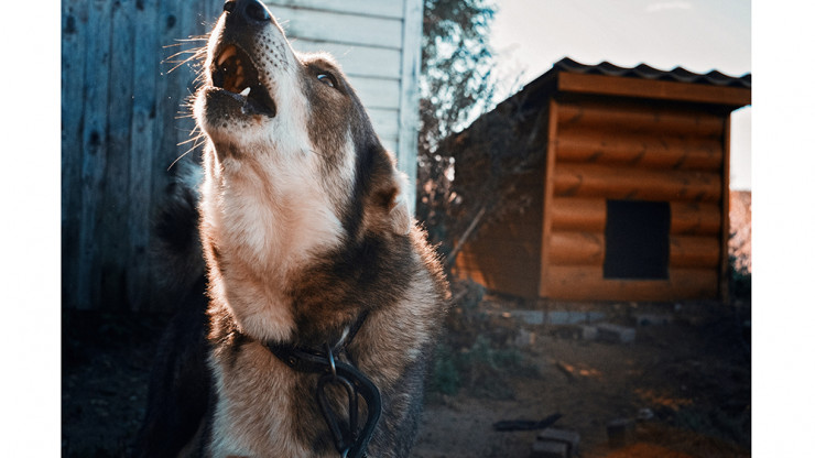 В Осташкове стая диких собак напала на человека - новости ТИА
