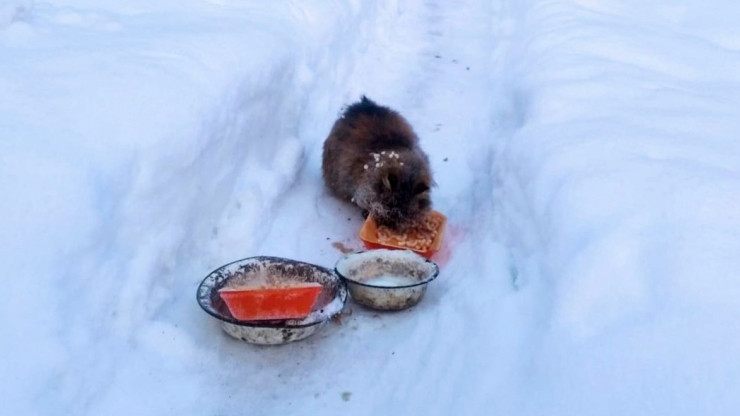 Пенсионерка из Твери ездит в заброшенный дом кормить оставленных дачниками кошек - новости ТИА