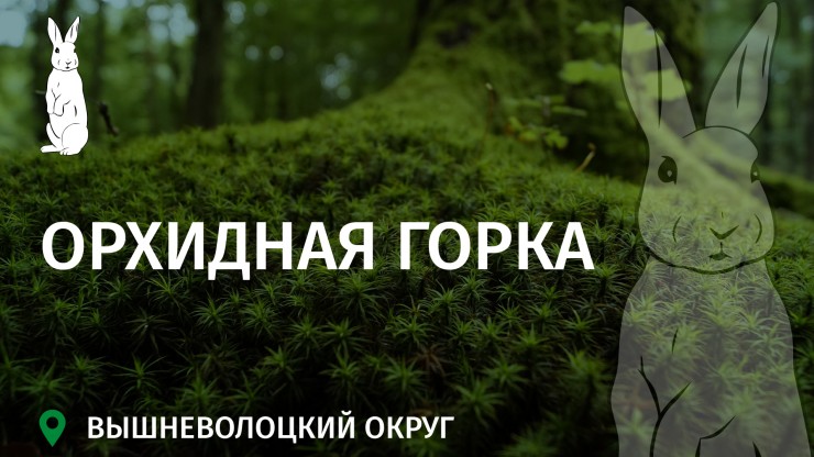 Заповедное Верхневолжье: Орхидная горка – царство редких цветов под Вышним Волочком - новости ТИА