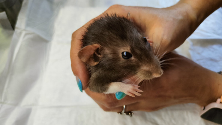 В Твери спасают выброшенного декоративного крысёнка - новости ТИА