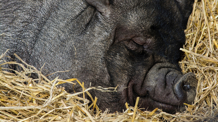 В Осташковском округе объявили карантин по африканской чуме свиней - новости ТИА