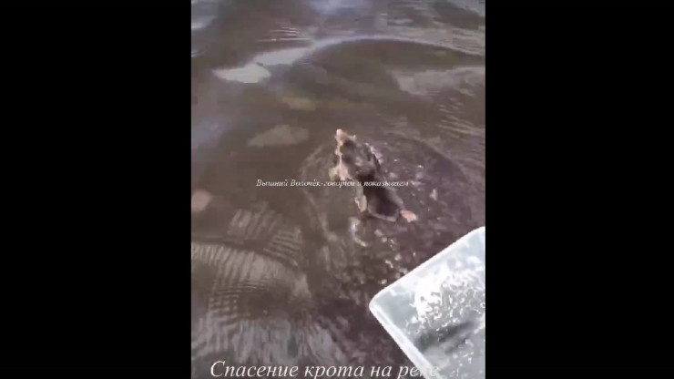 В Тверской области сняли видео, как плавает крот - новости ТИА