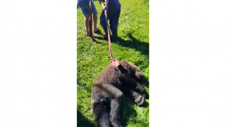 Медведя, который гулял по Кимрам, усыпили и перевезут подальше в лес - новости ТИА