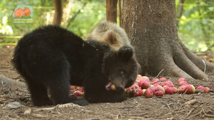 Центр спасения медвежат-сирот опубликовали видео яблочного пира медвежат - новости ТИА