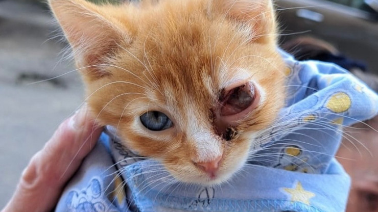 В Тверской области спасают котёнка Кузю, которому нужна срочная операция - новости ТИА