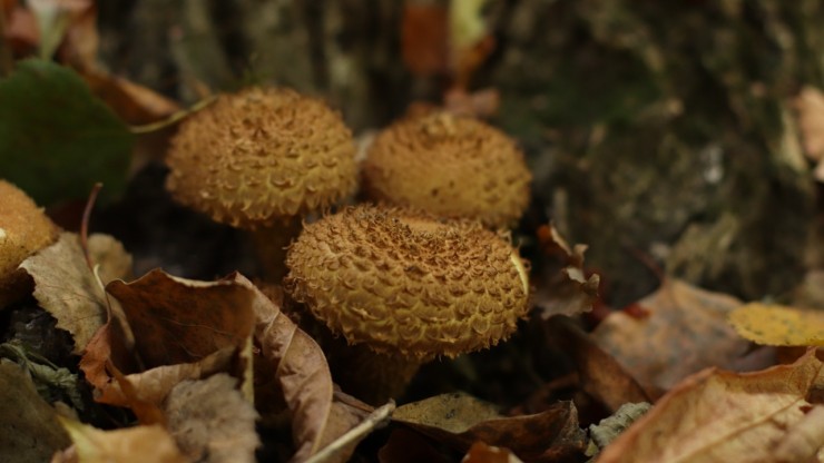 В тверском саду вырос богатый урожай "взъерошенных" грибов - новости ТИА
