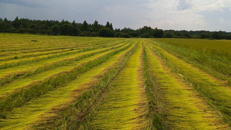 Стало известно, как идет уборочная кампания на полях Тверской области - новости ТИА
