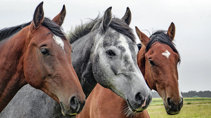 В Кашине компания увела чужую тройку лошадей - новости ТИА