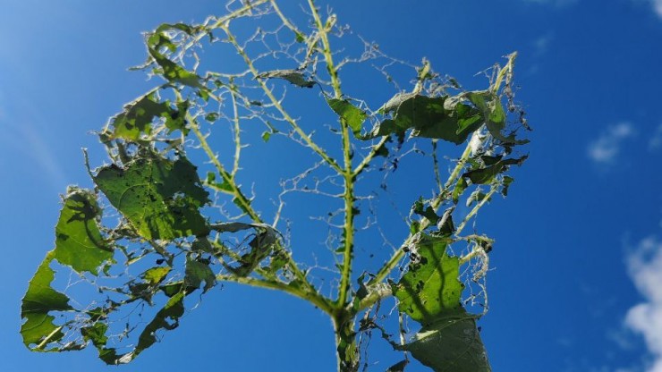 Моя оборона: Тверская дачница рассказала о восьмилетней войне со слизнями - новости ТИА