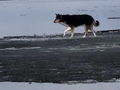 В Тверской области на озере спасатели сняли собаку со льдины - Новости ТИА