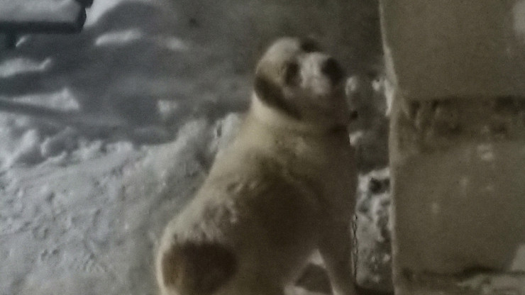 В Бежецке крупная собака бросается на людей - новости ТИА