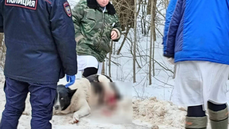 В деревне в Тверской области фермер подстрелил бездомную собаку - новости ТИА