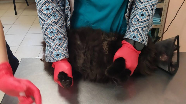 Спасённая МЧС кошка оказалась котом, которому потребовалась помощь ветврачей - новости ТИА
