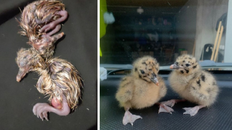 Два новорожденных птенца чайки из Твери отправились в центр в Москву - новости ТИА