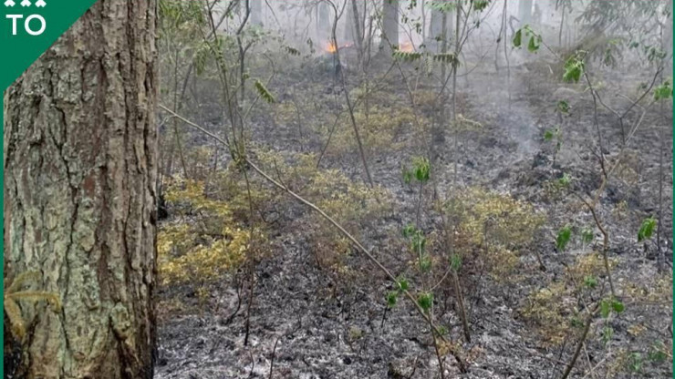 В Тверской области лесной пожар обнаружили во время авиационного патрулирования - новости ТИА