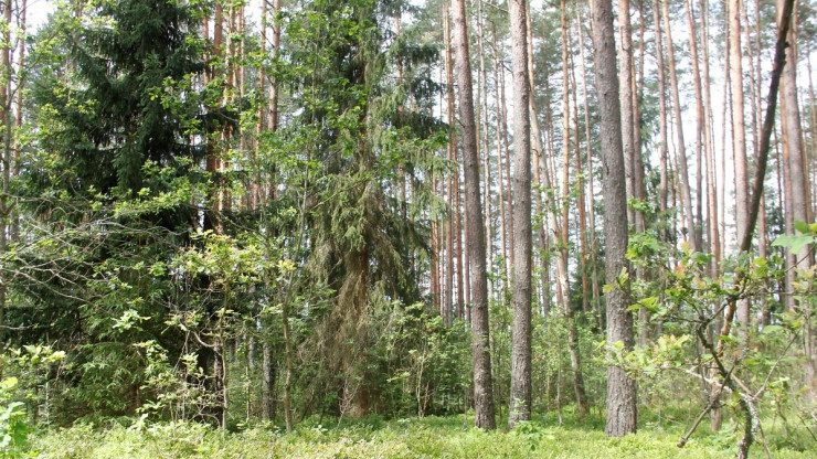 В Тверской области мужчина нарубил леса на три миллиона рублей - новости ТИА