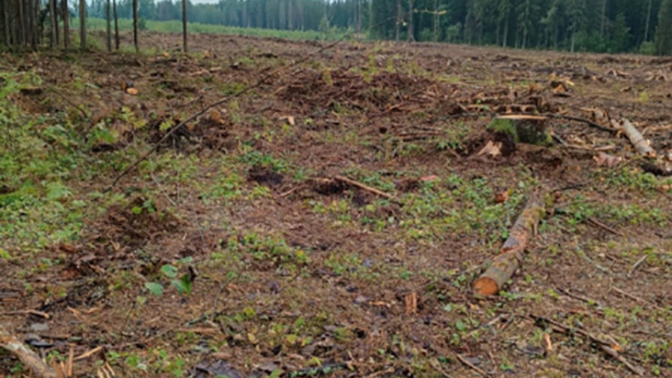 В Тверской области мужчину взяли под стражу за незаконную вырубку деревьев - новости ТИА
