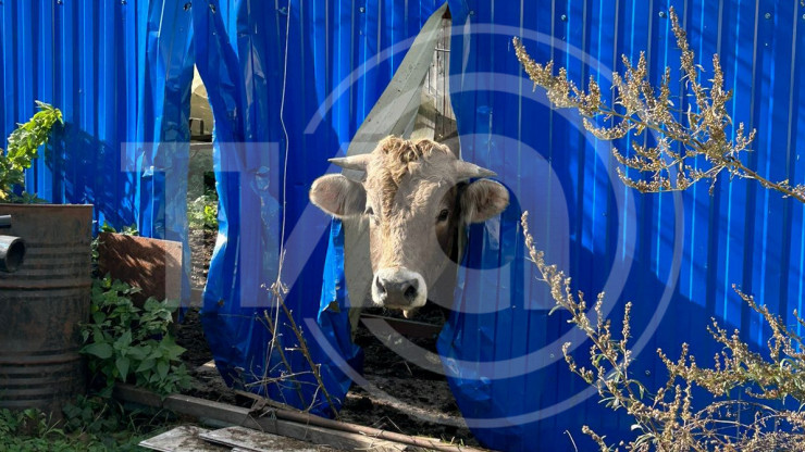Хозяин быка починил сломанный животным забор. Ответ на народную новость - новости ТИА