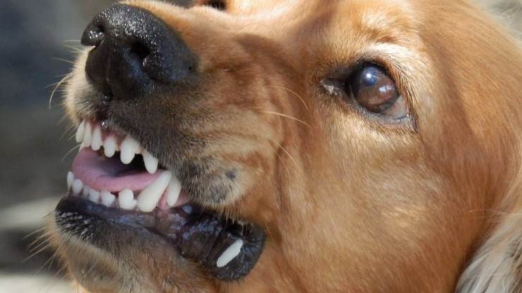 Девочке из Оленинского округа выплатят компенсацию за нападение собаки - новости ТИА