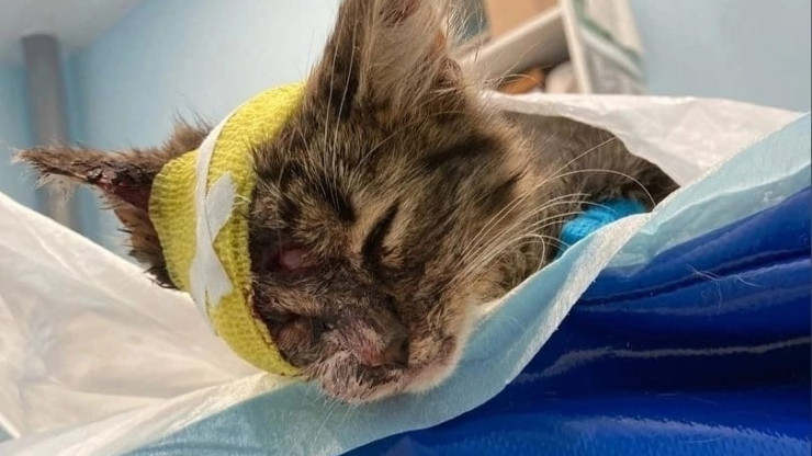 Котёнок со страшными травмами по кличке Флинт выздоровел и ищет хозяев - новости ТИА