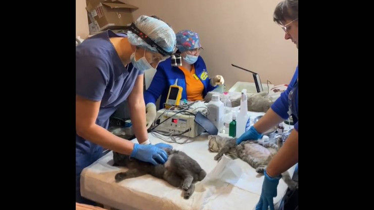 Тверские ветеринарные врачи спасают животных в Мариуполе - новости ТИА