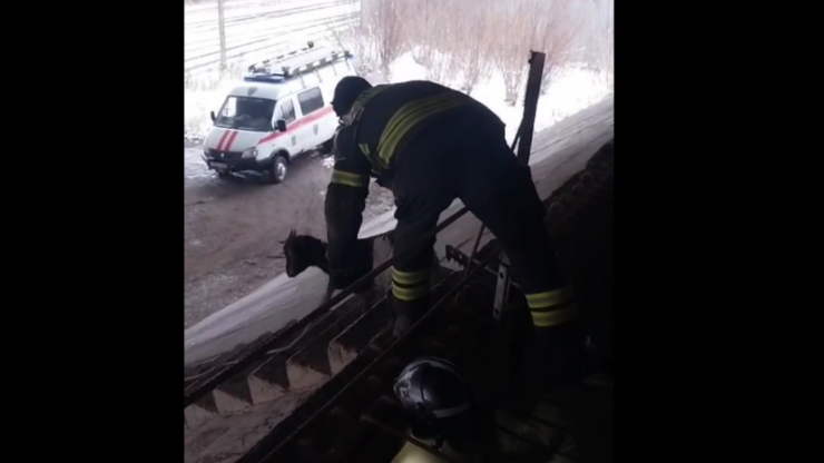 В Твери спасли козу, провалившуюся под мост - новости ТИА