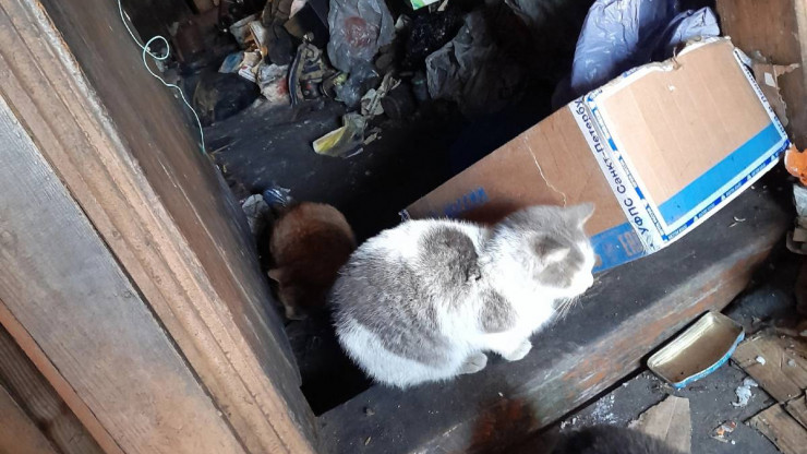 В глухой деревне Тверской области после смерти хозяйки остался десяток кошек - новости ТИА