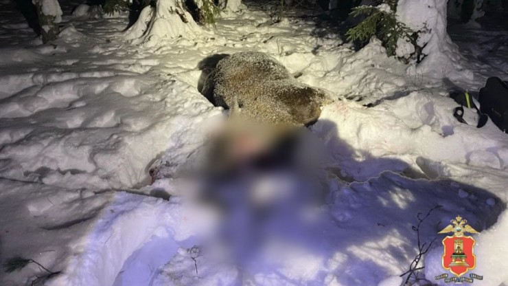 В Старицком округе браконьер застрелил лосиху - новости ТИА
