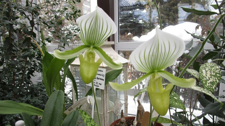 В Ботаническом саду в Твери цветёт орхидея "Венерин башмачок" - новости ТИА